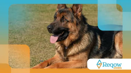 raças de cães que quase desapareceram