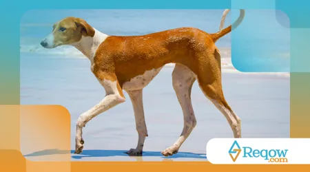 raças de cães que quase desapareceram