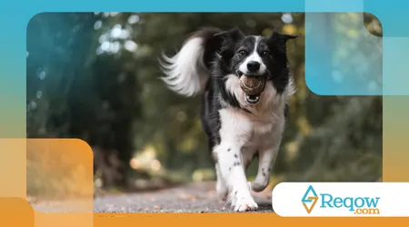 raças de cães que quase desapareceram
