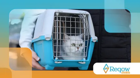 Acostumar o pet com transporte