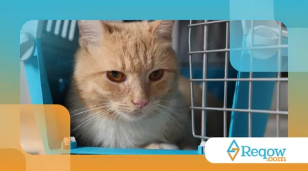 Acostumar o pet com transporte