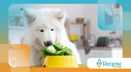 Alimentação natural