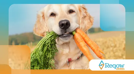 Alimentação natural