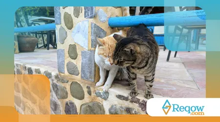 Como Adestrar Gatos