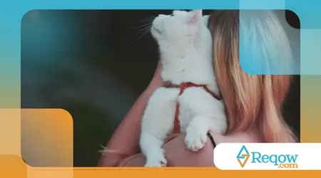 Como Adestrar Gatos
