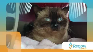 Como Adestrar Gatos: Técnicas Eficazes para Felinos