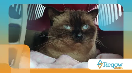 Como Adestrar Gatos