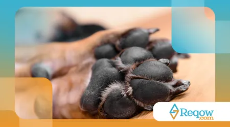 Cuidados com as almofadinhas das patas