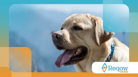 cães durante ondas de calor