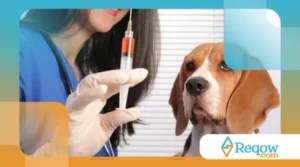 Guia de vacinas e vermifugação: o que seu pet precisa em cada fase da vida