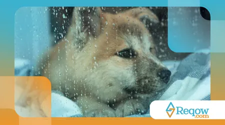 Maneiras de entreter o cão em dias de chuva
