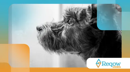 Maneiras de entreter o cão em dias de chuva