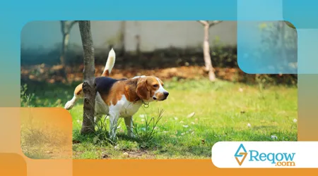 Por que os cães levantam a pata para fazer xixi