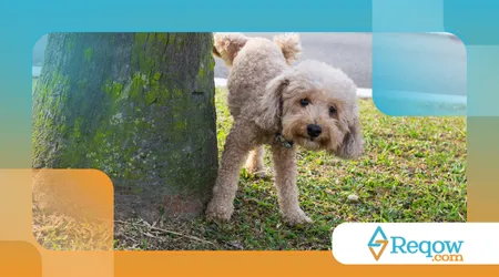 Por que os cães levantam a pata para fazer xixi