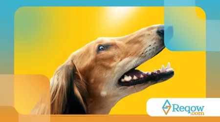 Raças de cães que têm habilidades surpreendentes