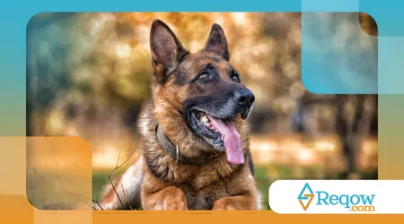 Raças de cães que têm habilidades surpreendentes