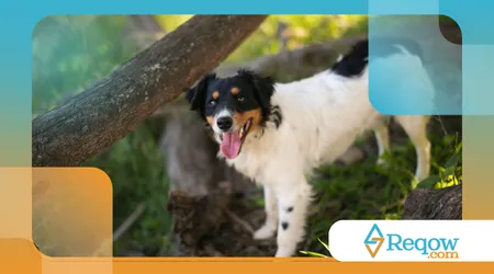 Raças de cães que têm habilidades surpreendentes