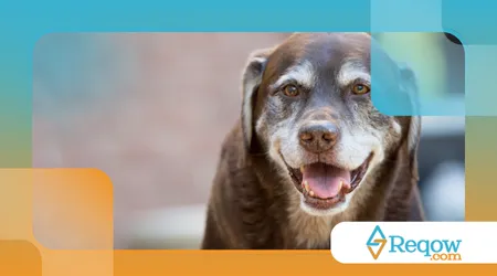 Suplementos para pets idosos