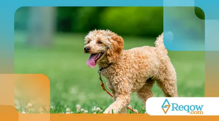 adestrar seu cão para andar sem puxar a guia