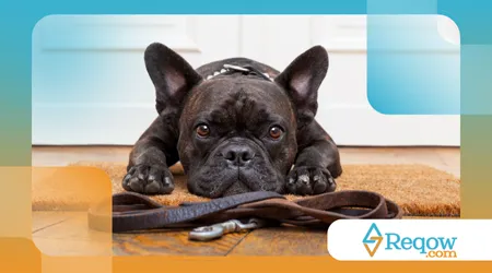 adestrar seu cão para andar sem puxar a guia