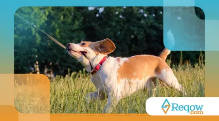 adestrar seu cão para andar sem puxar a guia