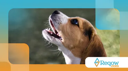 corrigir latidos excessivos em cães