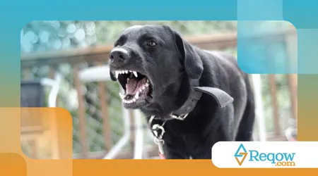 corrigir latidos excessivos em cães