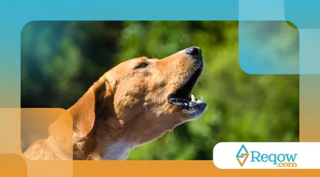corrigir latidos excessivos em cães