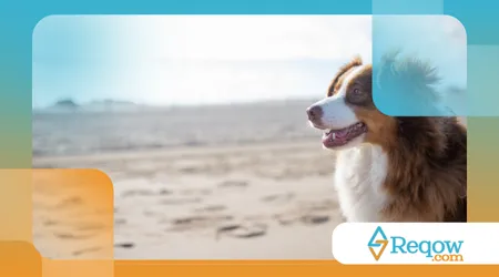 ensinar o cão a vir quando chamado