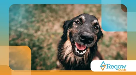 ensinar o cão a vir quando chamado