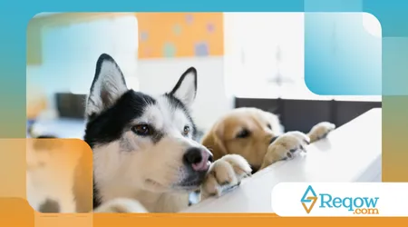 escolher a creche canina ideal