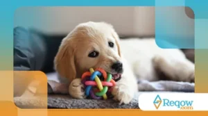 Passo a passo para uma limpeza profunda dos brinquedos do cão