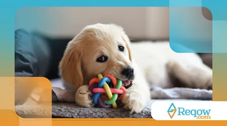 limpeza profunda dos brinquedos do cão