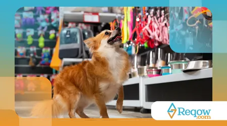  pet finge desobediência