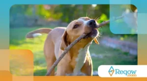 pet finge desobediência