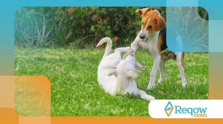 tratar assaduras em cães ativos