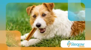 tratar assaduras em cães ativos