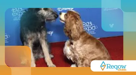 Cães que trabalharam em filmes e séries famosas