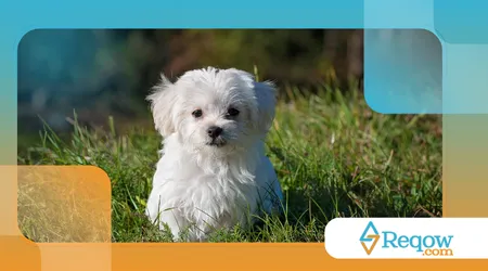 Cuidados essenciais com cães de pelo branco