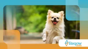 Cuidados essenciais com cães de pelo branco para evitar manchas