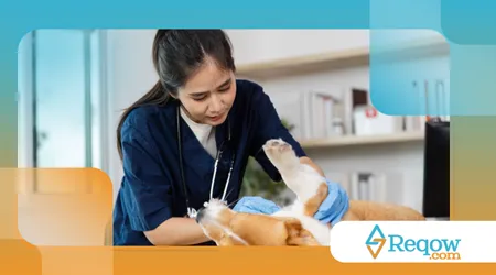 Importância do check-up veterinário