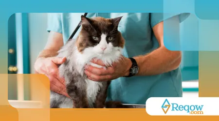 Importância do check-up veterinário