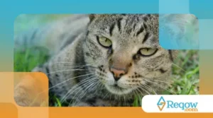O Poder do Ronronar: Como o Som dos Gatos Pode Beneficiar a Saúde Humana
