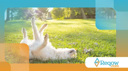 Por que os cães adoram rolar na grama