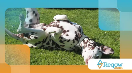 Por que os cães adoram rolar na grama