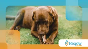 Por que os cães enterram objetos