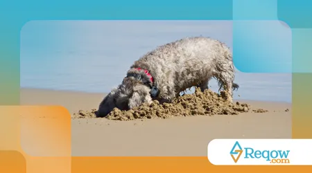 Por que os cães enterram objetos