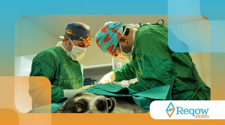 ajudar o cão a se recuperar de cirurgias