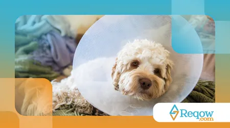 ajudar o cão a se recuperar de cirurgias