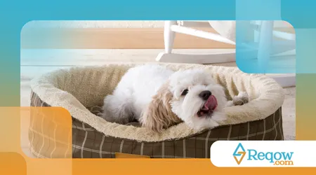 comprar uma nova cama para o cão